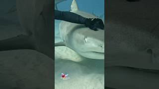 Tiger Shark loving the scratches #shark #sharks #sharkweek #ocean #explore #adventure Tiger Beach