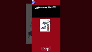 Bridge RNA | How does Bridge RNA differ from other types of RNA #biotechnology #RNA