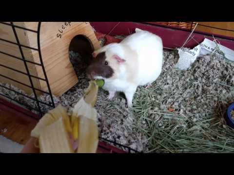 Guinea Pig Eats Banana Peel