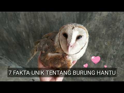 Hewan peliharaan Harry potter ini terluka, 7 fakta unik tentang burung hantu