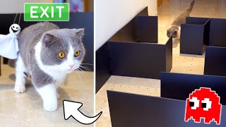 Cats vs Pacman Maze