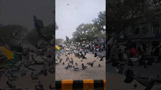 Free food and Stay😱 In Delhi #shorts #viral #shortsvideo