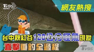 台中秋紅谷120公分怪魚現蹤 直擊垂釣全過程｜TVBS新聞@TVBSNEWS02