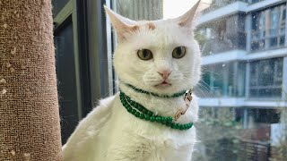 【直播】美喵美物一起赏，来围观呀｜李喜猫