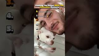 Niki The Chihuahua Being Cute #ranking #cute #chihuahua #dog #niki