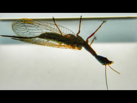 Look at the little bugger! (Dangerous-looking insect)