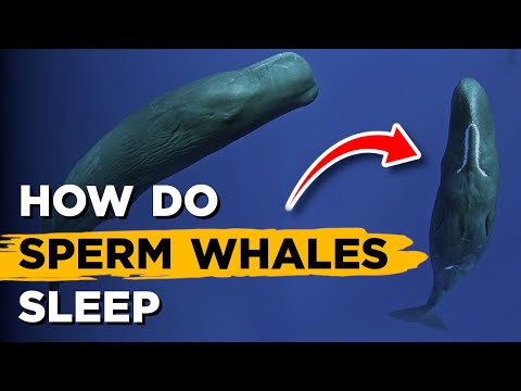 How Do Sperm Whales Sleep (Without Drowning)?