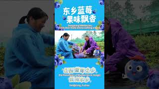 🫐Jiangxi Dongxiang Blueberry Speaks Out
