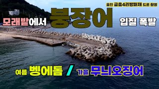 귀한 '동해 붕장어' 여기 다 있다! 벵에돔&무늬오징어 조황도 '굿'