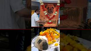 Parag Tyagi Broke Down in front of his Dog Simba's Funeral Photo after Shefali Jariwala #shorts