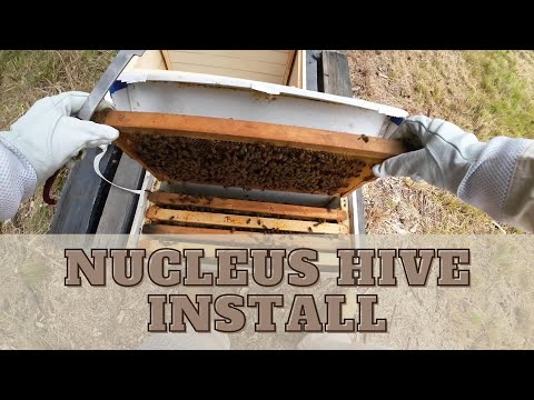 How-To: Install a Nucleus Hive (Bee Colony Nuc Box)