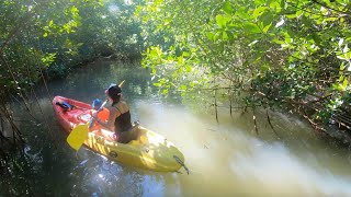 探秘加勒比：奇幻红树林皮艇与桨板之旅|户外篇12 |冲浪岛