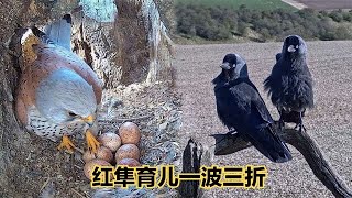 寒鸦趁红隼夫妇外出！直接生吞鸟蛋，看鸟妈怎么收拾它