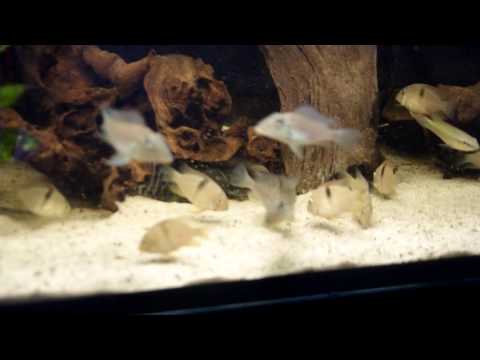 Satanoperca leucosticta feeding