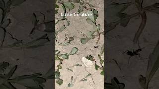 Ants hide and seek BugLife#MiniBeasts#InsectLovers#CreepyCrawlies