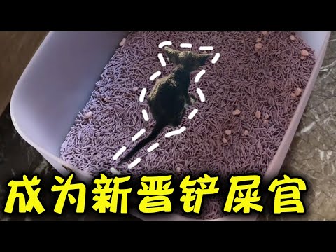 成为铲屎官的第一天，大家帮忙给小猫取个名字吧【韩景枫51KING】#韩景枫51king #猫咪 #铲屎官