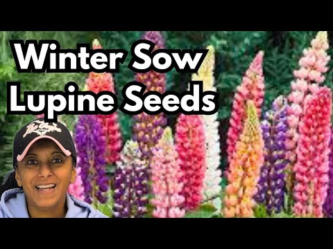 Winter Sow Lupine | Winter Sowing | Perennial Garden HACK