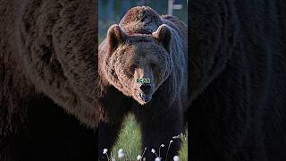 Joe Rogan Stunned by Kodiak Bear Attack Story