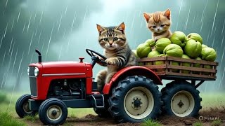 Meow Meow Cat Sounds Are SO ADORABLE and How They Affect You