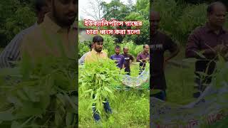 ইউক্যালিপটাস গাছের চারা ধ্বংস করা হলো।
