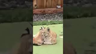 Baby bobcats use Calgary backyard as playground