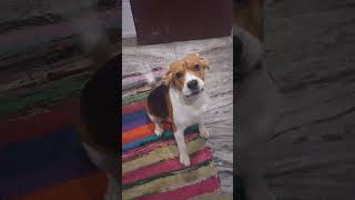 beagle deciding the place to eat 🤣 #beaglefunny #beaglecute #beagle