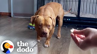 Terrified Pittie Rescued From Cold Just Wants To Play Now | The Dodo