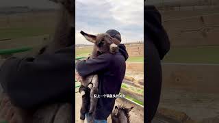超级可爱的小毛驴#动物科普 #知识科普 #可爱 #小毛驴 #内容启发搜索