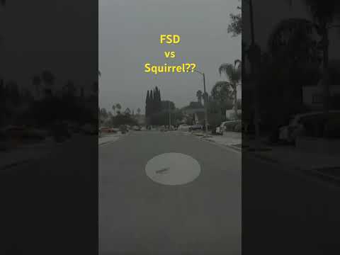 🚗🐿️ FSD v12.5.4.1 Saves the Squirrel! 🛑🤖