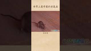 最奇葩的老鼠庙