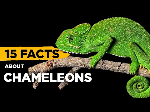 15 Fascinating Facts About Chameleons