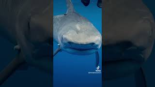 A movie about shark conversation🦈🦈 #oceanconservation #sharkdiving #sharklife #travel
