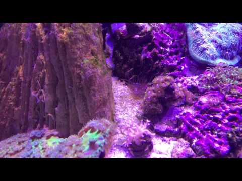 The Skimmer is back