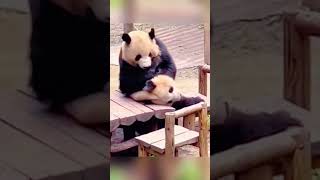 这是我见过打架打得最凶狠得熊猫 #pandafushun #animalphotos #animals #大熊猫 #animalpictures #funny #大熊猫 #panda