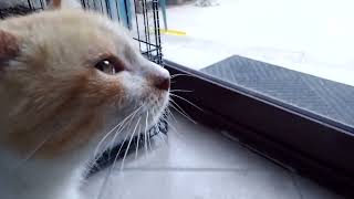Cranky Teo Hates Visitors 😾 #sicilianstraycat #straycats #feralcats #rescuedcats #hungrycats #cat