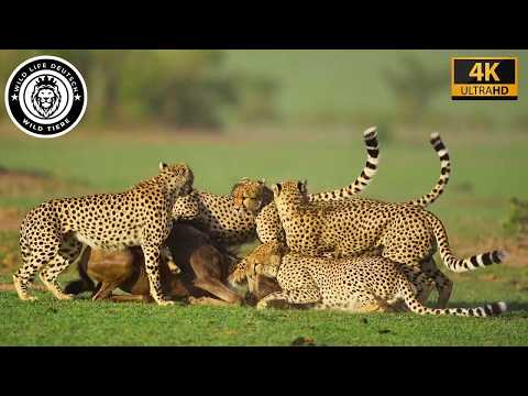 Maasai Mara Wildlife Survival Land #Wildlife | Wild Animals