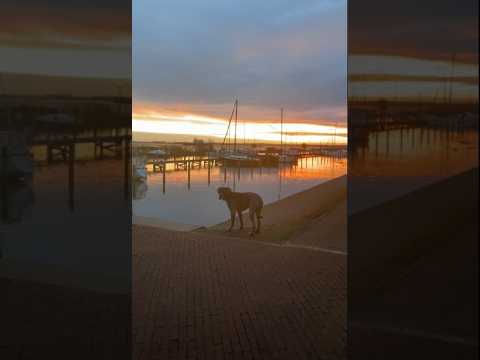 ASMR - vacation vlog Veluwemeer