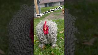 How we dealt with our aggressive rooster #homestead #homesteadersofamerica #backyardchickens