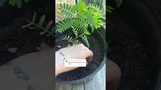 How to grow a tamarindo tree from seed 🌳 #homestead #fruittrees #tamarind #growyourown #shorts