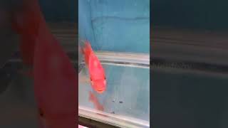 வாஸ்து மீன் 75000 ரூபாய் | Buying new flowerhorn from kolathur