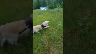#dog #doglife #dogs #dogshorts #dogvideos #animal #animals #animalshorts #nature #funny