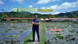 [台北荷花景點攻略] 擁有很多品種的雙溪荷花園，紅、白、黃以及紫色蓮花等你來拍照！