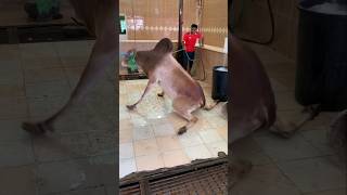 dangerous big cow video #cow #shorts #foryou #viralvideo 😱