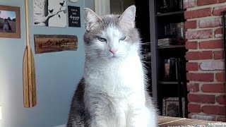Annoying My Cat with Bad Jokes Part 12 #catsoftiktok #badjokes
