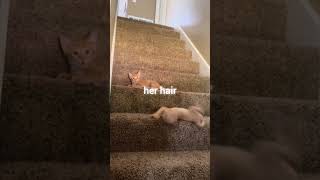 mew #sillycats #cat #catvideos #kitten  #love