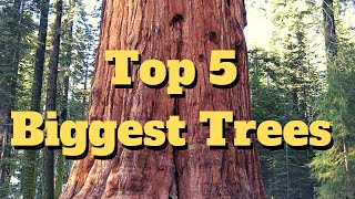 Top 5 Tallest Trees in the World | Biggest Trees on Earth | #trees | #tallesttrees | #topfiveV |