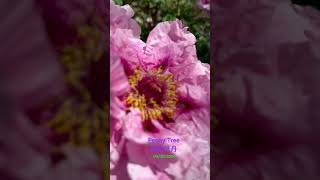 贵妃牡丹，Peony tree flowers. 🐝花欢舞后花园，养眼！