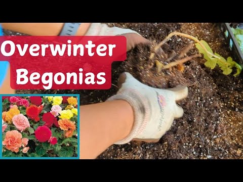 How to Overwinter Begonias | Get Begonias to Return Next Year