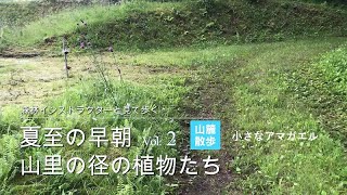 植物8種｜小川の横の小径のアマガエルとウツボグサとケンポナシ｜6月下旬