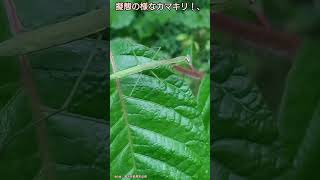 擬態の様なカマキリ！、【ある風景】 #そこにある自然 #昆虫 #ダボさんtv #未来遺産 #自然 #insects #カマキリ#擬態